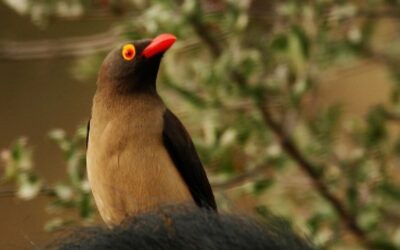 Waarom zelf nadenken als de natuur het al bedacht heeft